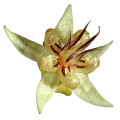 Cacao Blossom